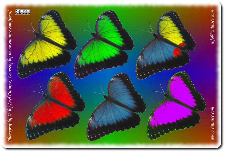 Schmetterling in Farbvariationen