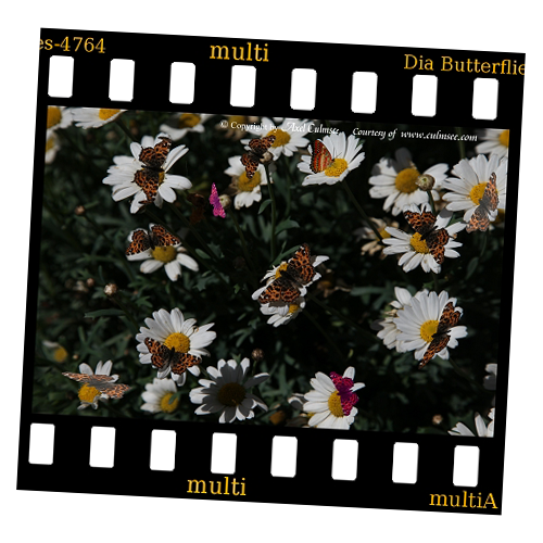 slide Butterflies multi-4764 marguerites