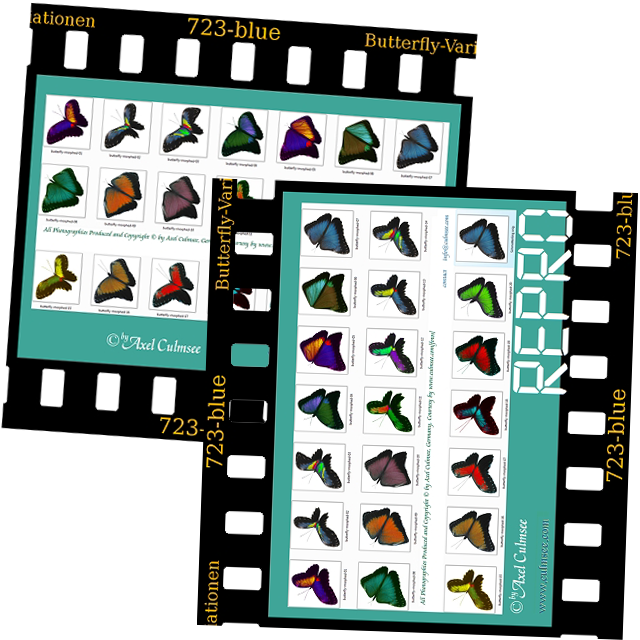 slide Butterfly variations repro