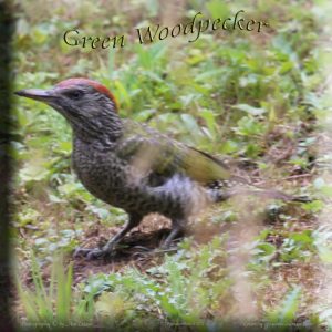 Grünspecht Picus viridis Green Woodpecker 472