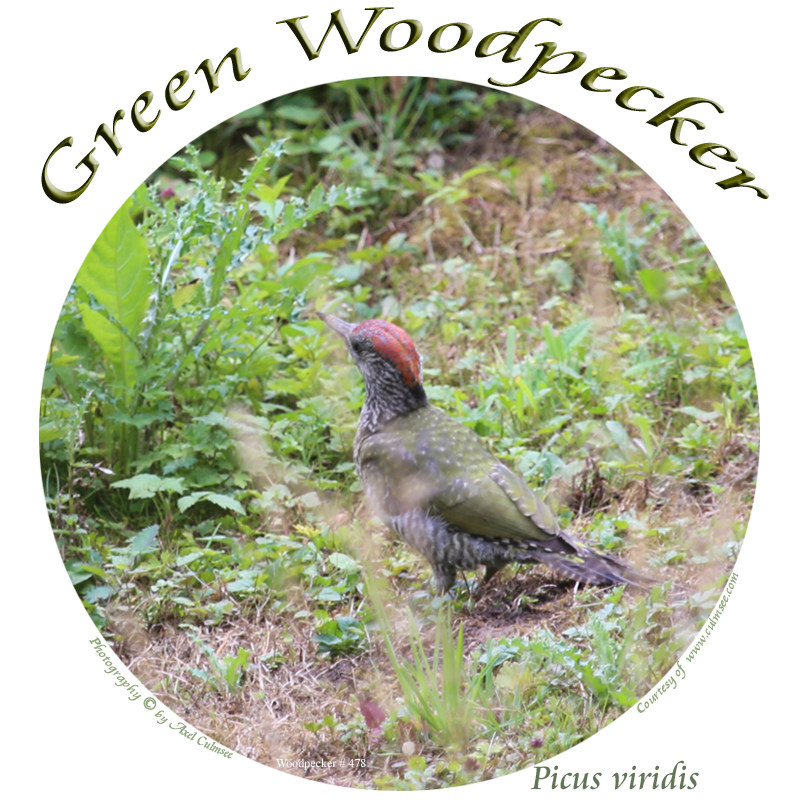 Grreen Woodpecker 478