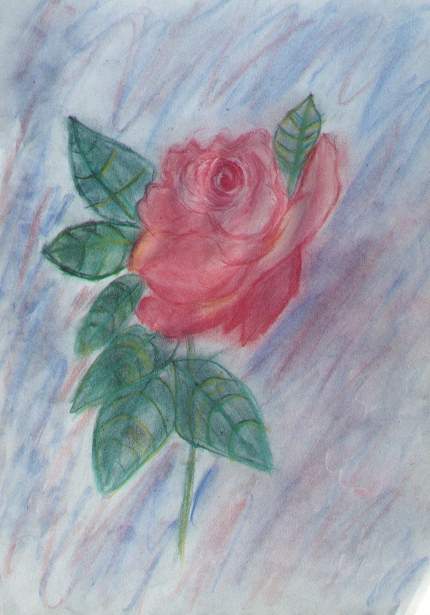 Englische Rose / English Rose / Rose anglaise     von / by / de   M.H.K.
