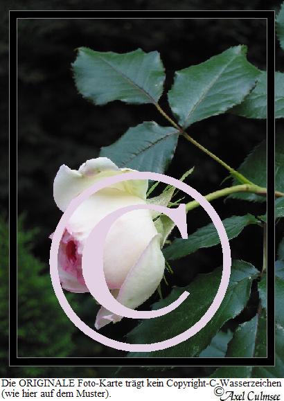 Rosa 2315-Trauer