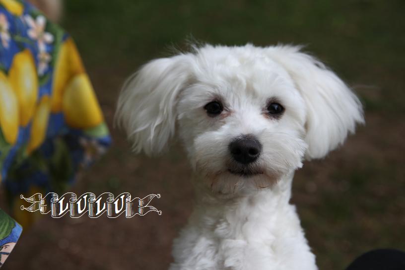 ...LuLu war bei ihrer Hunde-Friseurin