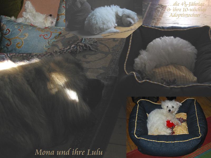 LuLu  -  von ihrer Mona im Schlaf bewacht