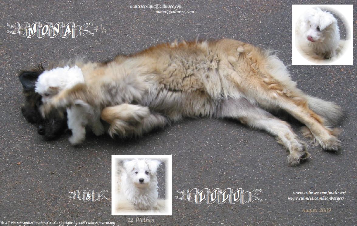 LuLu tollt herum...  -  und fr ihre Mona ist's auch ganz toll...!