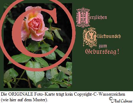 Rosa 621 Geburtstag