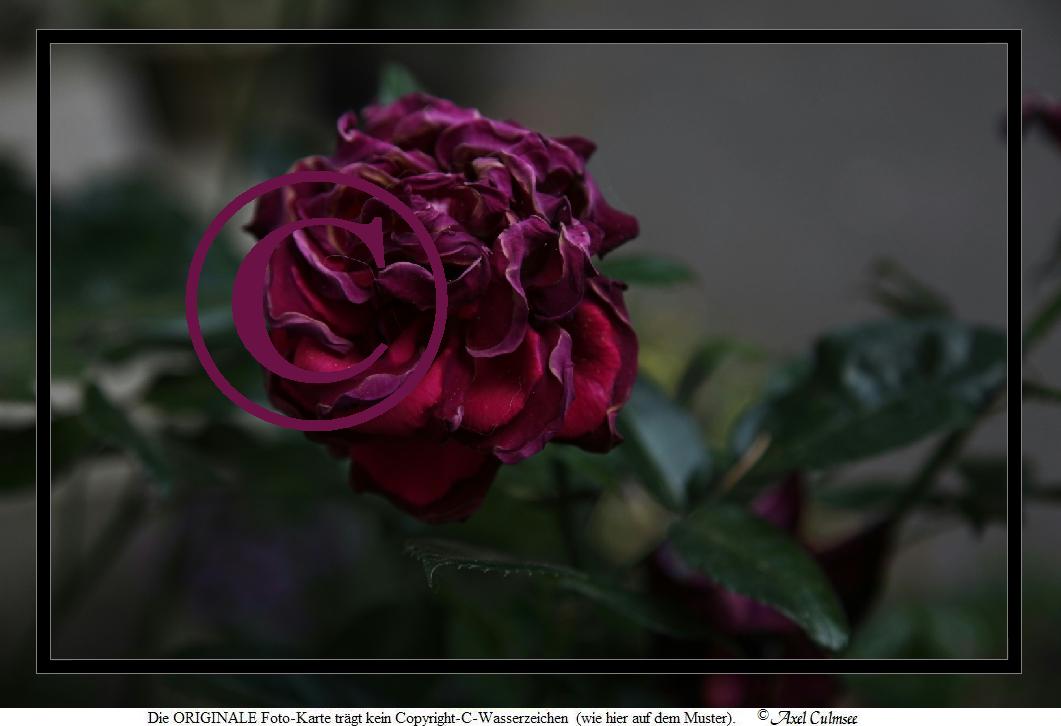 Dunkelrot 1456-Trauer