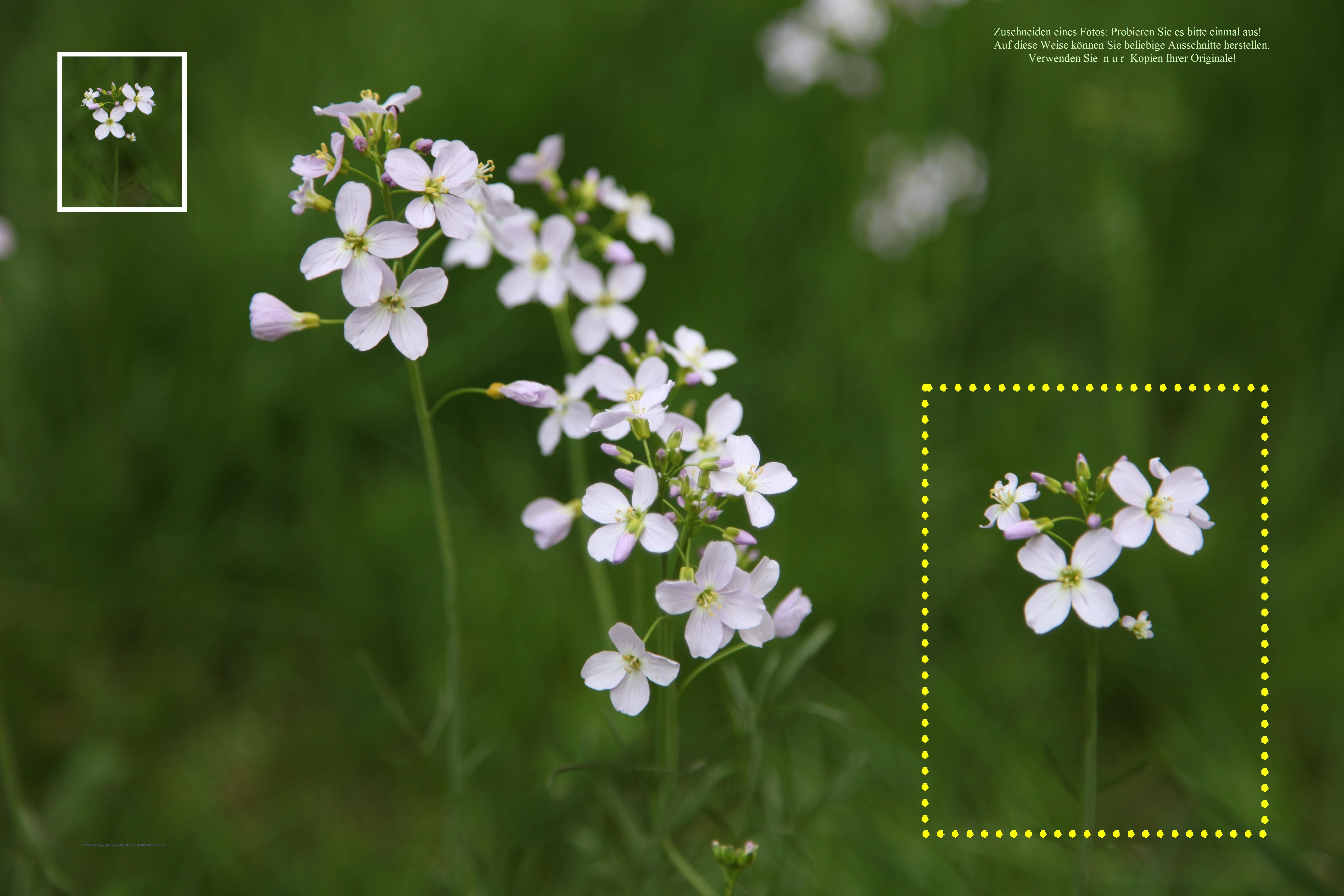 Wiesenblume  -  Bitte Ausschnitt erstellen...
