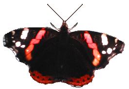 Schmetterling ("Admiral") freigestellt als JPEG
