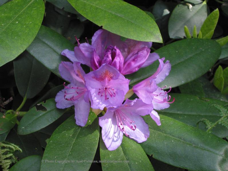 Rhododendron 6