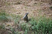 Green Woodpecker / Grünspecht