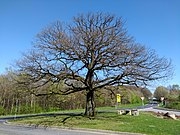 Hümmerich: Naturdenkmal Eiche (an L270) im April 2019