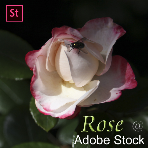 Rose at Adobe Stock