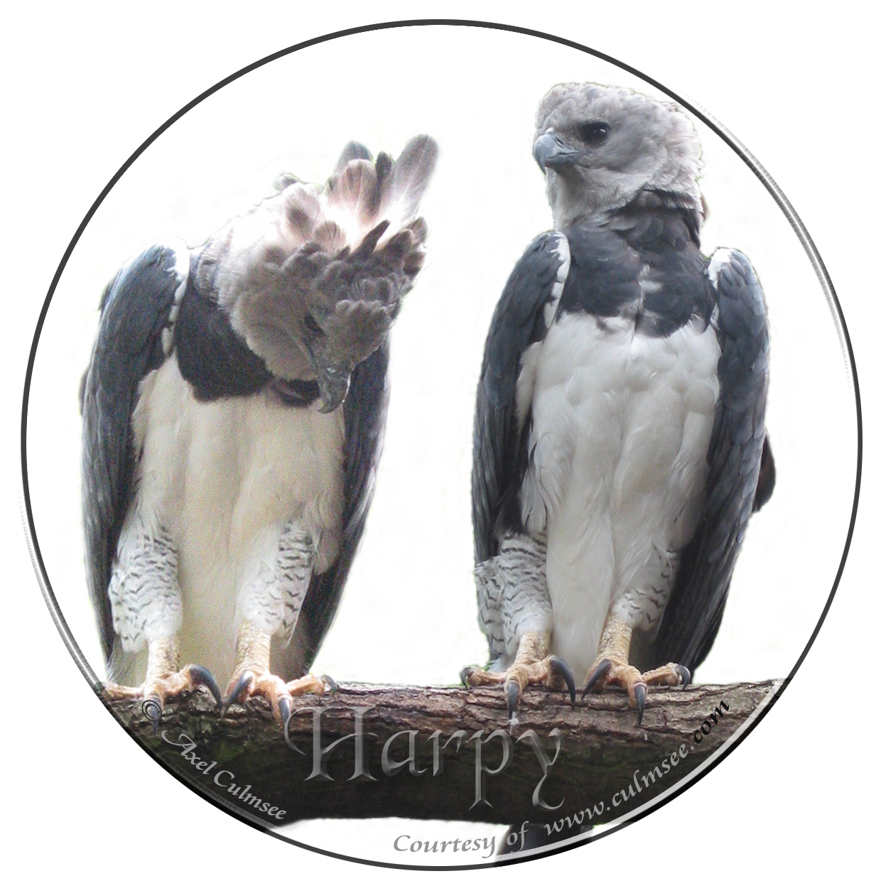 Harpy Eagle