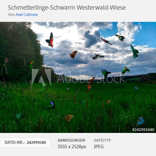 Adobe Stock Photo butterflies across fields by Axel Culmsee