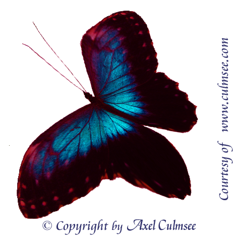 Butterfly morphed-18-blue