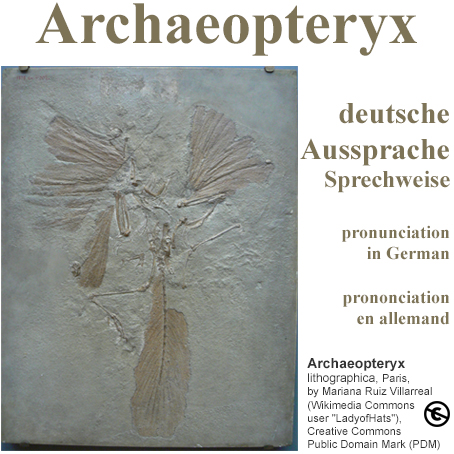 Archaeopteryx Aussprache