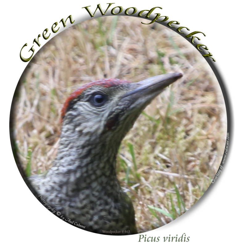 Grreen Woodpecker 363