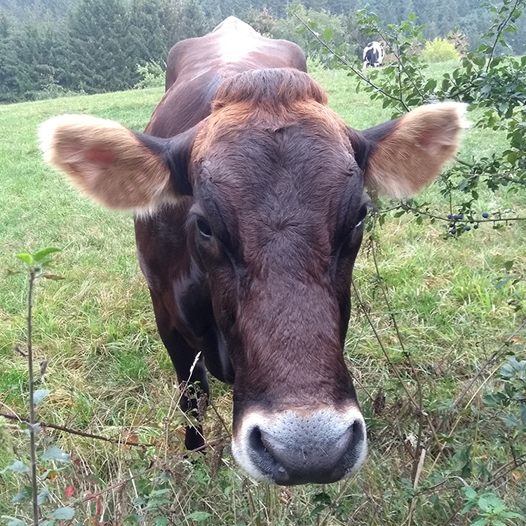 Kuh auf Waldwiese im Westerwald