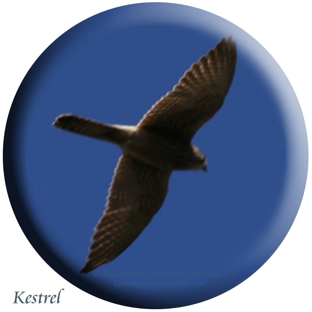 Falco tinnunculus, Kestrel, Turmfalke