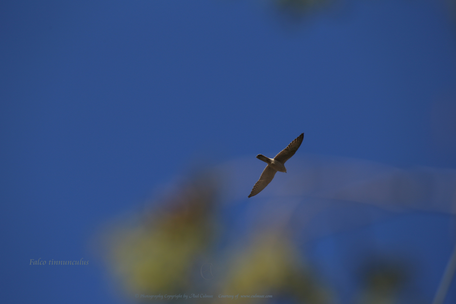 Falco tinnunculus, Kestrel, Turmfalke
