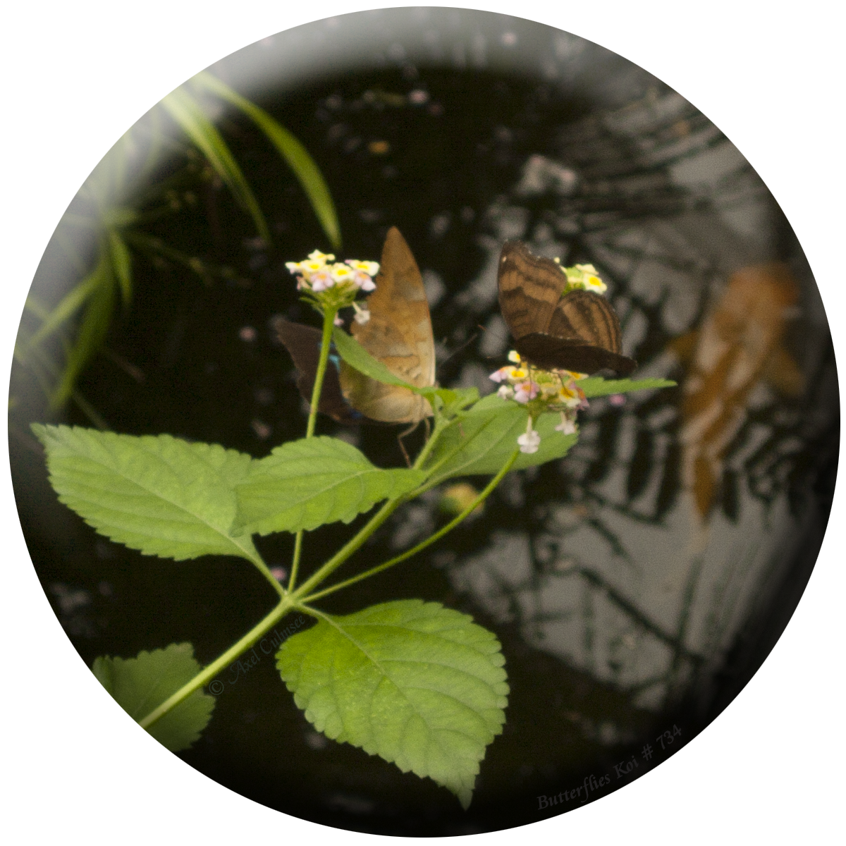 Butterflies with Koi