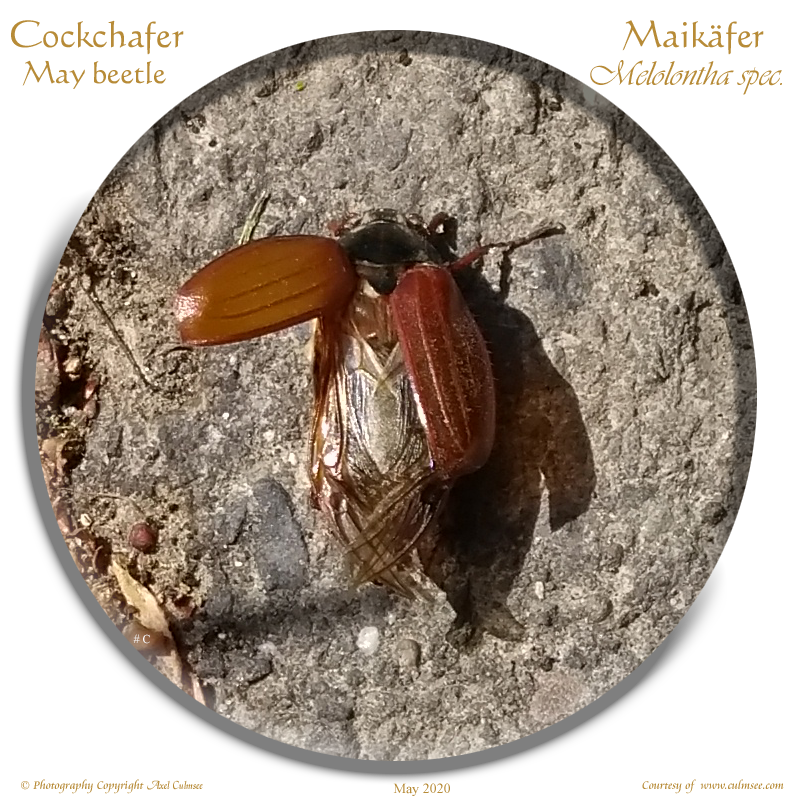 Cockchafer Melolontha spec.