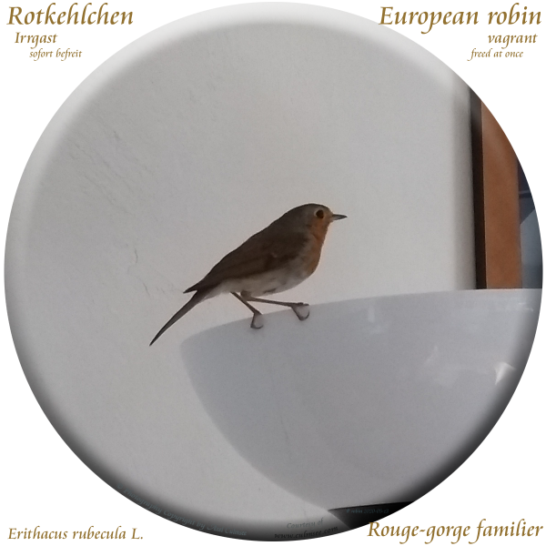 European robin (Erithacus rubecula) Rotkehlchen