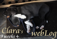 Clara - webLog 9 weeks
