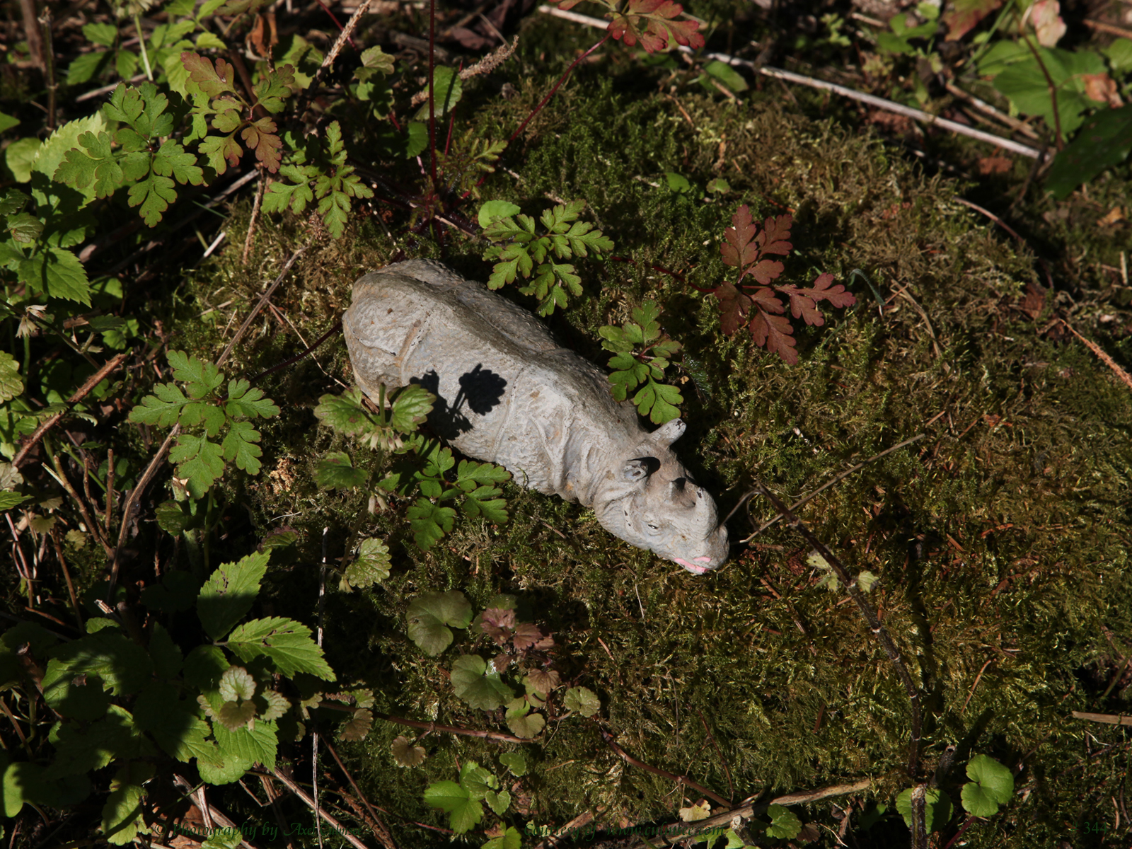 Breitmaulnashorn / square-lipped Rhinoceros (Massefigur, Elastolin)