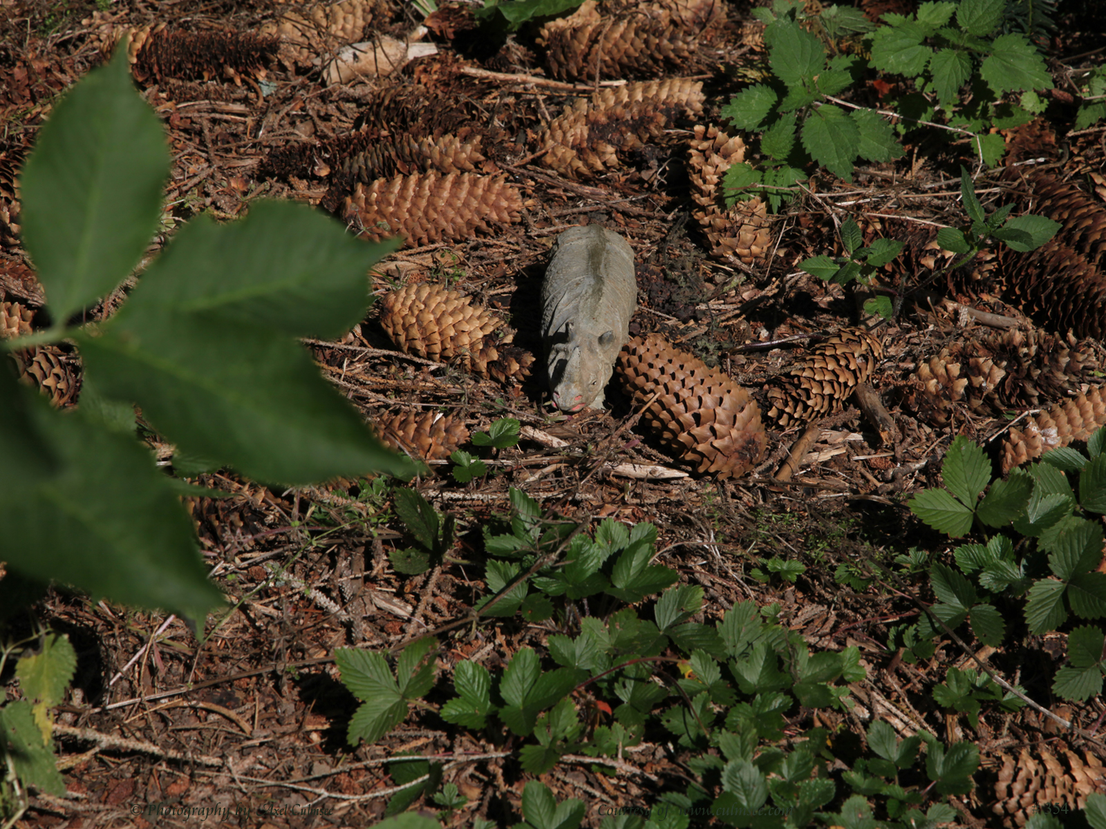 Breitmaulnashorn / square-lipped Rhinoceros (Massefigur, Elastolin)