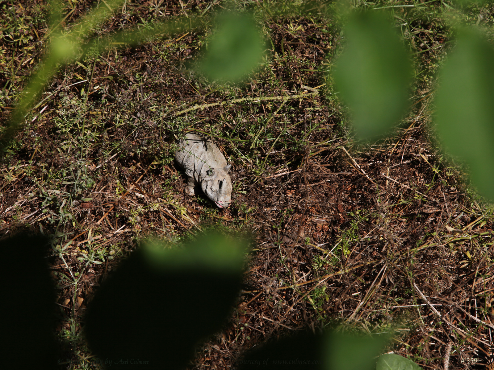 Breitmaulnashorn / square-lipped Rhinoceros (Massefigur, Elastolin)