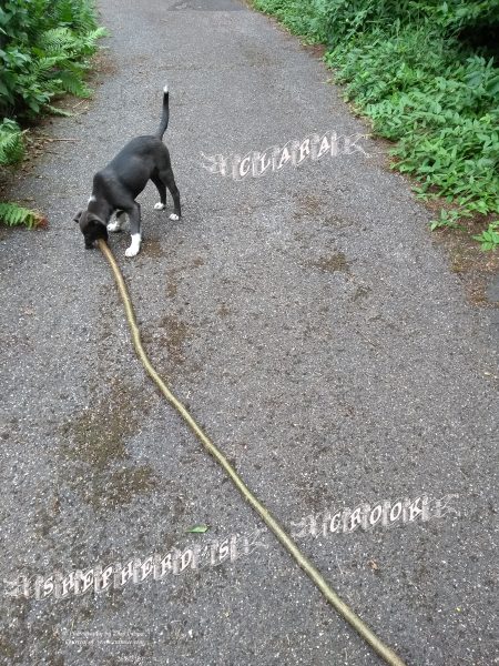 Clara, 13 weeks, with her first shepherd's crook