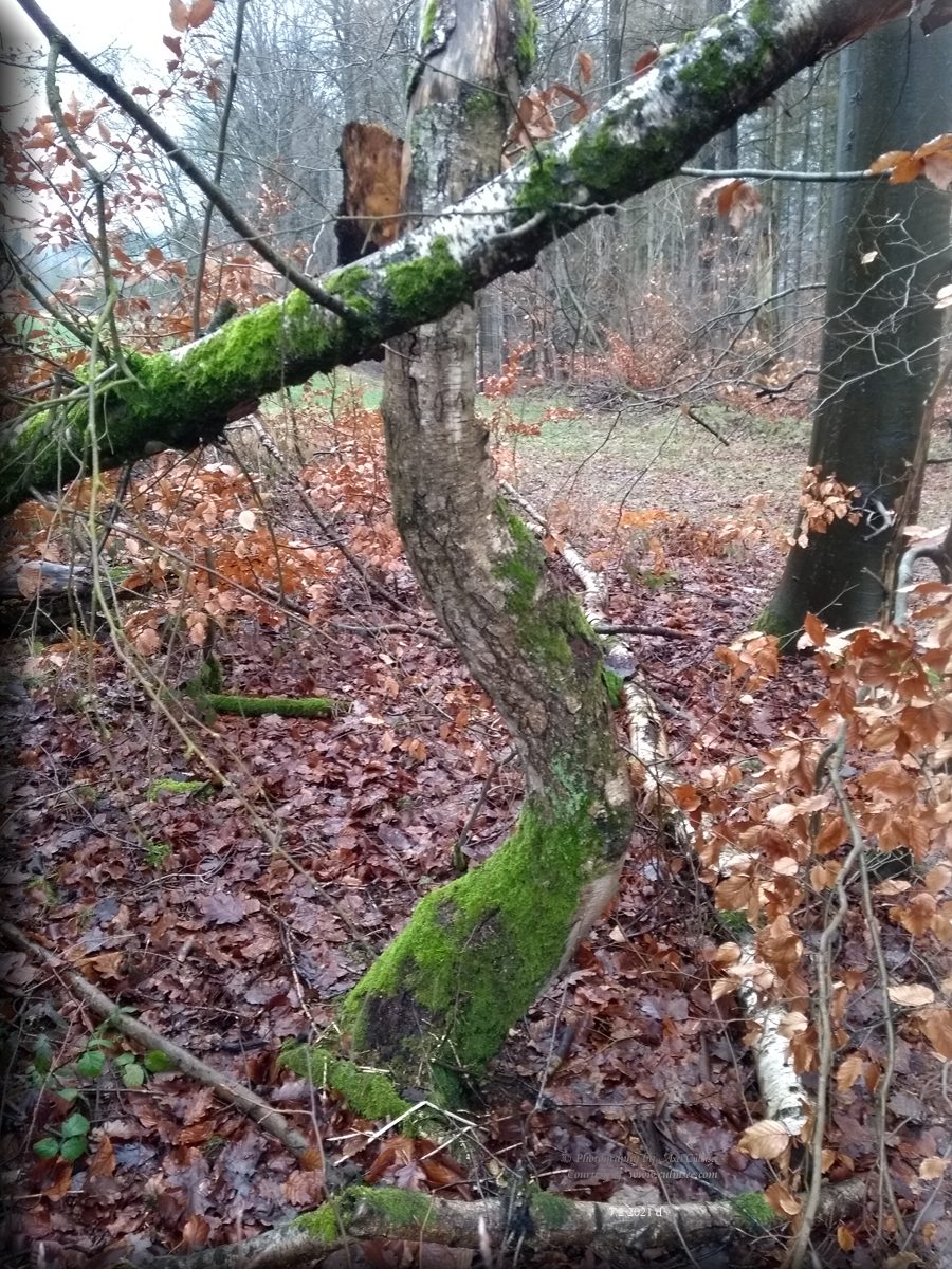 bemooster Baumstamm