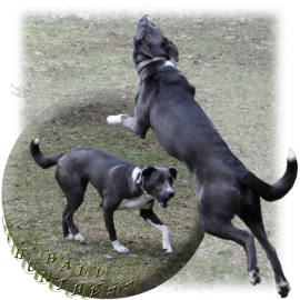 Clara, Ball Huntress