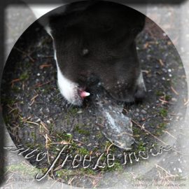 state of shock - explored by Clara ...