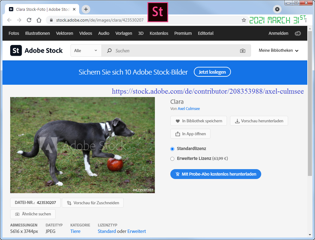 Clara Aussiedor at Adobe Stock available via searching for Australian Shepherd hybrid