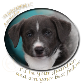 Clara guardian fellow