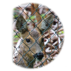 not about Clara - but deer