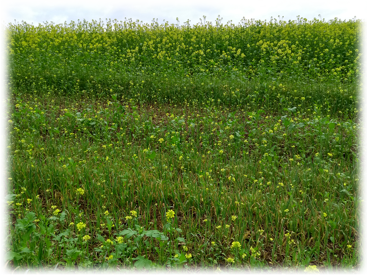 Raps Brassica napus - September 2021