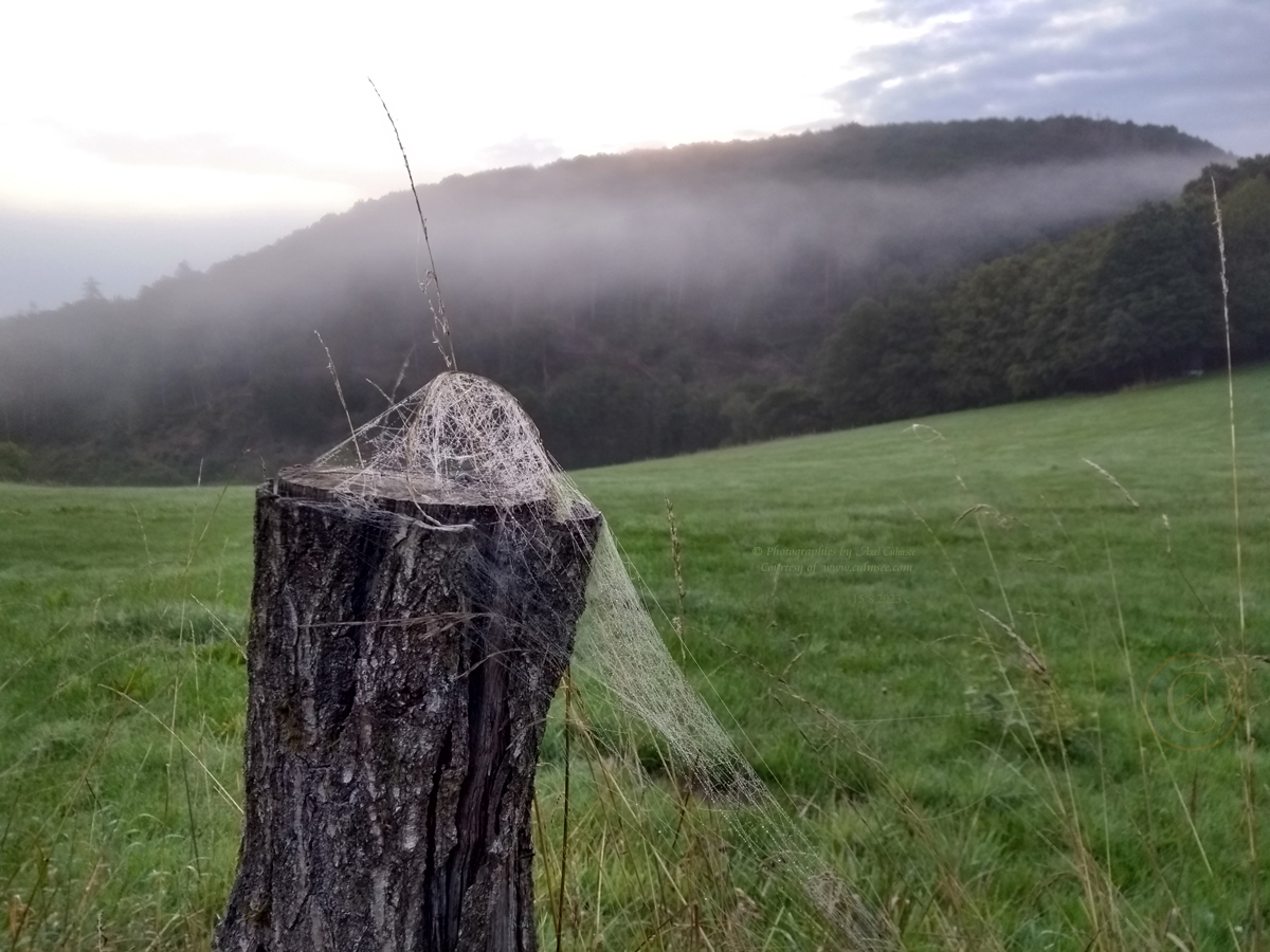 cobweb at fence post in front of hilltop during early morning fog